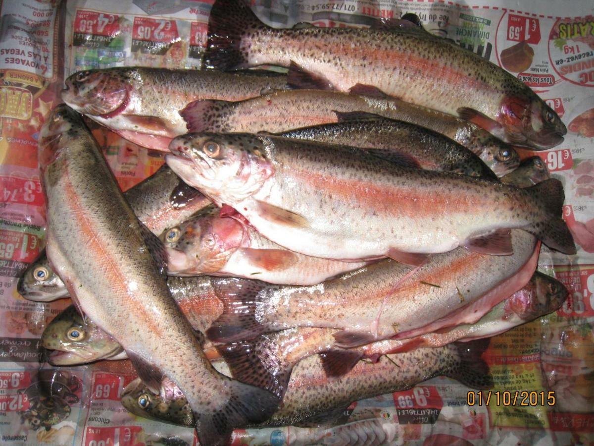 Florennes Gite Neuf 150 M2 Devant Un Grand Lac Prive De 2 Hectares Poissonneux Au Milieu Des Bois Bagian luar foto